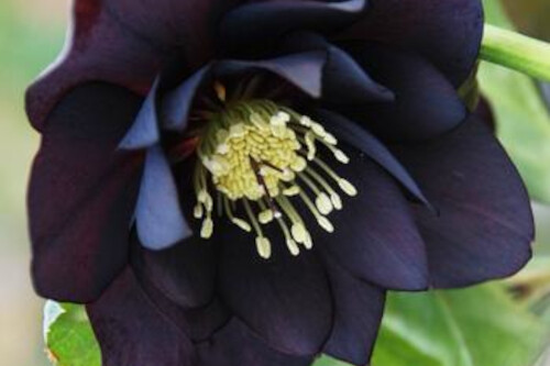 Helleborus WINTER THRILLERS 'Midnight Ruffles' (lenten rose) Helleborus WINTER THRILLERS 'Midnight Ruffles' (lenten rose)