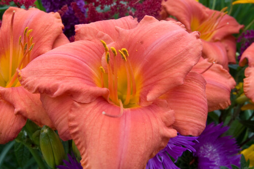 Hemerocallis 'South Seas' Hemerocallis 'South Seas'