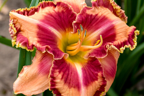 Hemerocallis 'Lake of Fire' (Proven Winners RAINBOW RHYTHM Collection) Hemerocallis 'Lake of Fire' (Proven Winners RAINBOW RHYTHM Collection)