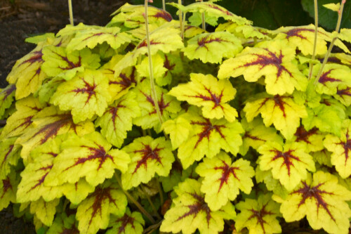 Heucherella 'Catching Fire' (foamy bells) Heucherella 'Catching Fire' (foamy bells)