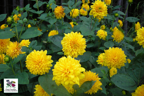 Helianthus x multiflorus 'Sunshine Daydream' (perennial sunflower) Helianthus x multiflorus 'Sunshine Daydream' (perennial sunflower)