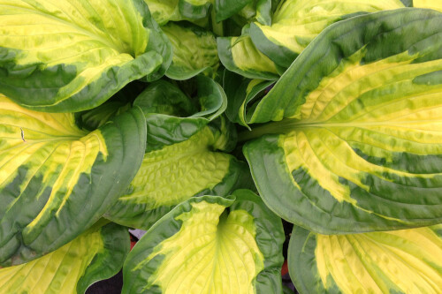 Hosta 'Etched Glass' (Proven Winners SHADOWLAND Collection) Hosta 'Etched Glass' (Proven Winners SHADOWLAND Collection)