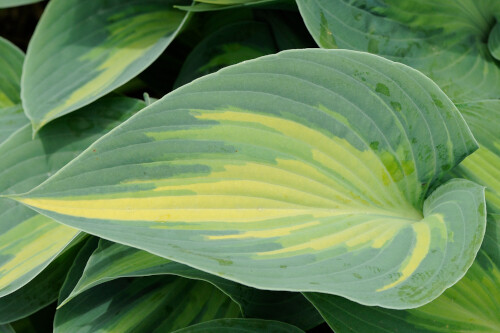 Hosta 'June' Hosta 'June'