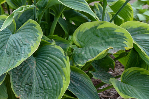 Hosta 'Wu-La-La' (Proven Winners SHADOWLAND Collection) Hosta 'Wu-La-La' (Proven Winners SHADOWLAND Collection)