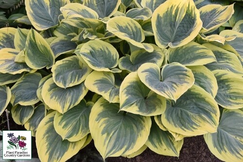 Hosta 'Liberty' Hosta 'Liberty'