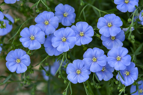 Linum lewisii (blue flax) Linum lewisii (blue flax)