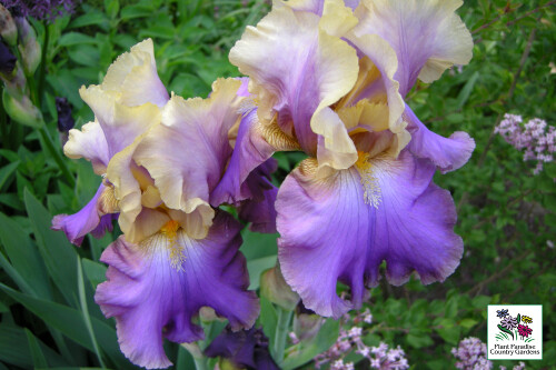 Iris germanica ‘Mother Earth’ (tall bearded iris) Iris germanica ‘Mother Earth’ (tall bearded iris)