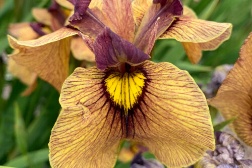 Iris pseudata 'Yarai' (Night Thunder) Iris pseudata 'Yarai' (Night Thunder)