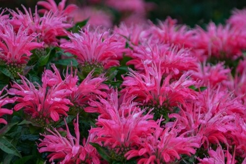Monarda ‘Electric Neon Pink’ (bee balm) Monarda ‘Electric Neon Pink’ (bee balm)