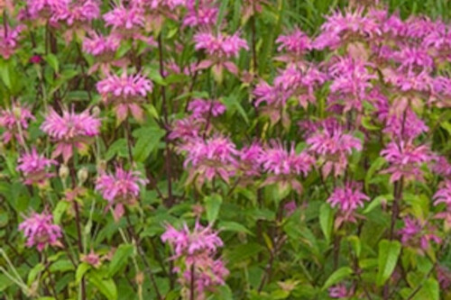 Monarda fistulosa ‘Claire Grace’ (bee balm) Monarda fistulosa ‘Claire Grace’ (bee balm)
