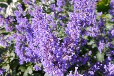 Nepeta grandiflora ‘Summer Magic’ (catmint) Nepeta grandiflora ‘Summer Magic’ (catmint)