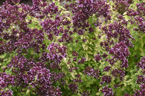 Origanum 'Drops of Jupiter' (Proven Winners) (ornamental Oregano) Origanum 'Drops of Jupiter' (Proven Winners) (ornamental Oregano)