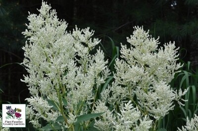 Persicaria polymorpha (giant fleeceflower) Persicaria polymorpha (giant fleeceflower)