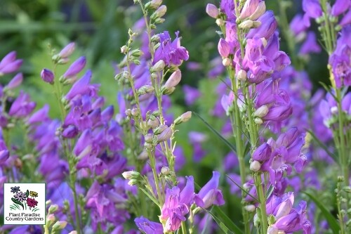 Penstemon strictus ‘Rocky Mountain’ (beardtongue) Penstemon strictus ‘Rocky Mountain’ (beardtongue)