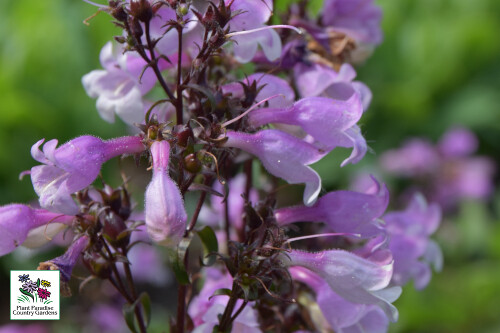 Penstemon 'Midnight Masquerade' (Proven Winners) (beardtongue) Penstemon 'Midnight Masquerade' (Proven Winners) (beardtongue)