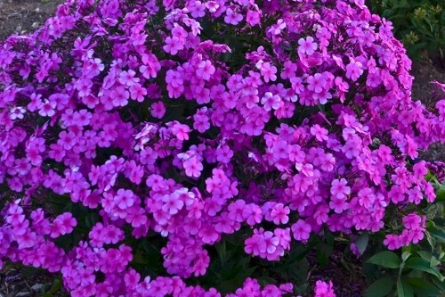 Phlox ‘Cloudburst’ (Proven Winners) Phlox ‘Cloudburst’ (Proven Winners)