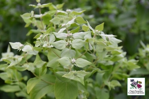 Pycnanthemum muticum (mountain mint) Pycnanthemum muticum (mountain mint)