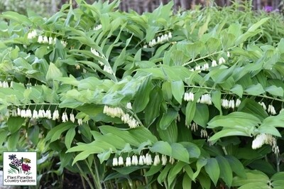 Polygonatum commutatum (great solomon seal) Polygonatum commutatum (great solomon seal)