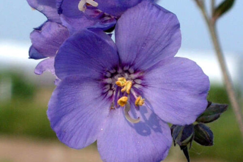 Polemonium yezoense 'Purple Rain' (Jacob's Ladder) Polemonium yezoense 'Purple Rain' (Jacob's Ladder)