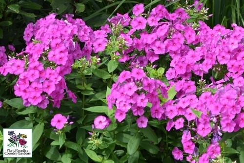 Phlox FLAME Series Pink Phlox FLAME Series Pink