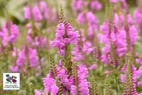Physostegia virginiana ‘Vivid’ (Obedient plant) Physostegia virginiana ‘Vivid’ (Obedient plant)
