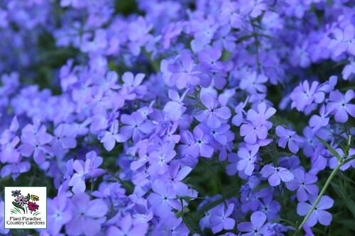 Phlox divaricata ‘Blue Moon’ (woodland phlox) Phlox divaricata ‘Blue Moon’ (woodland phlox)