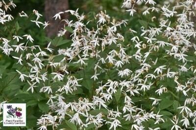 Porteranthus trifoliatus (bowman’s root) Porteranthus trifoliatus (bowman’s root)