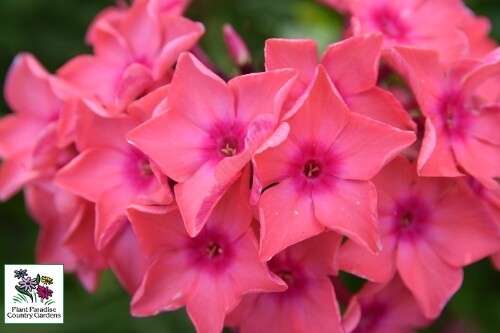 Phlox paniculata ‘Glamour Girl’ Phlox paniculata ‘Glamour Girl’