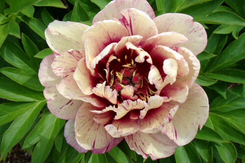Paeonia 'All that Jazz' (Intersectional Peony) Paeonia 'All that Jazz' (Intersectional Peony)