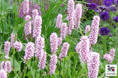 Persicaria bistorta 'Superba' (pink bistort) Persicaria bistorta 'Superba' (pink bistort)