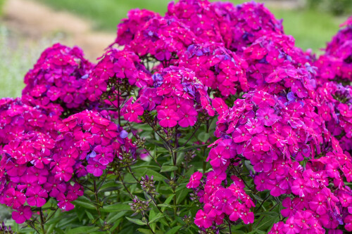 Phlox paniculata LUMINARY ‘Ultraviolet’ (Proven Winners) Phlox paniculata LUMINARY ‘Ultraviolet’ (Proven Winners)