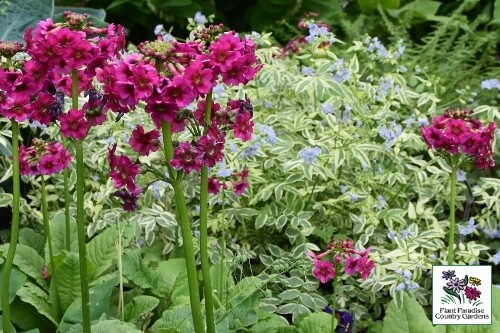 Primula japonica ‘Miller’s Crimson' (Japanese candelabra primrose) Primula japonica ‘Miller’s Crimson' (Japanese candelabra primrose)