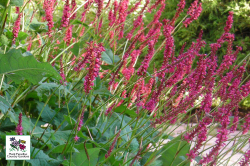 Persicaria amplexicaulis 'Firetail' (fleeceflower) Persicaria amplexicaulis 'Firetail' (fleeceflower)