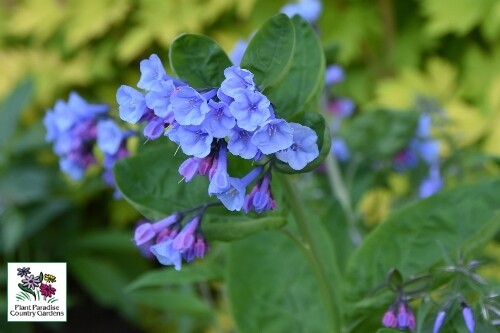 Mertensia virginica (Virginia bluebells) Mertensia virginica (Virginia bluebells)