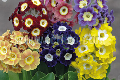 Primula x pubescens 'Kaleidoscope' (Garden Auricula) Primula x pubescens 'Kaleidoscope' (Garden Auricula)