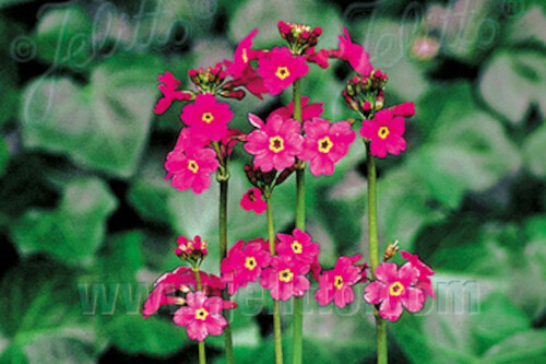 Primula poissonii (candelabra primula) Primula poissonii (candelabra primula)