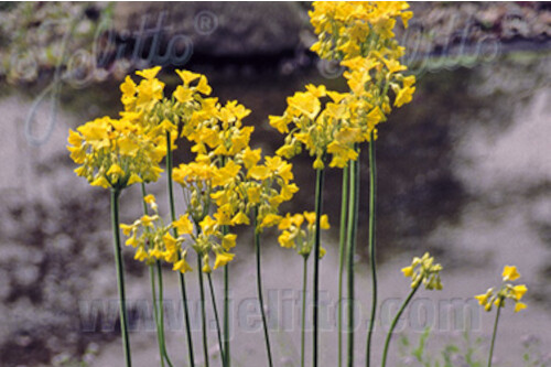 Primula florindae (Tibetan Primrose, Himalayan Cowslip) Primula florindae (Tibetan Primrose, Himalayan Cowslip)