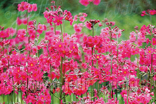 Primula beesiana (candelabra primula) Primula beesiana (candelabra primula)