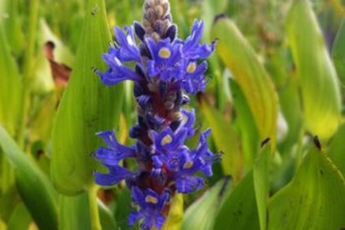 Pontederia cordata (pickerelweed) Pontederia cordata (pickerelweed)