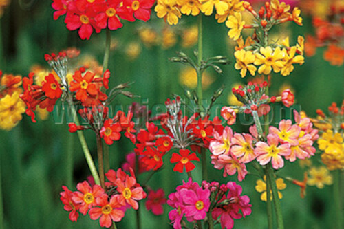 Primula x bulleesiana (Candelabra primrose) Primula x bulleesiana (Candelabra primrose)