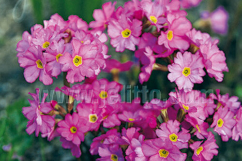 Primula rosea Gigas (primrose) Primula rosea Gigas (primrose)