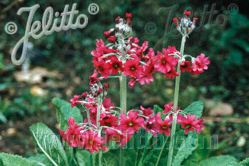 Primula pulverulenta (candelabra primrose) Primula pulverulenta (candelabra primrose)
