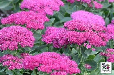 Sedum ‘Neon’ (autumn stonecrop) Sedum ‘Neon’ (autumn stonecrop)