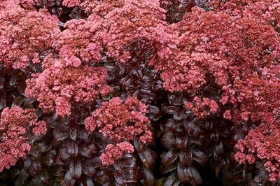 Sedum ‘Dark Magic’ (autumn stonecrop) Sedum ‘Dark Magic’ (autumn stonecrop)