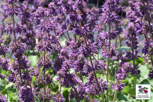 Salvia verticillata ‘Purple Rain’ (perennial salvia) Salvia verticillata ‘Purple Rain’ (perennial salvia)