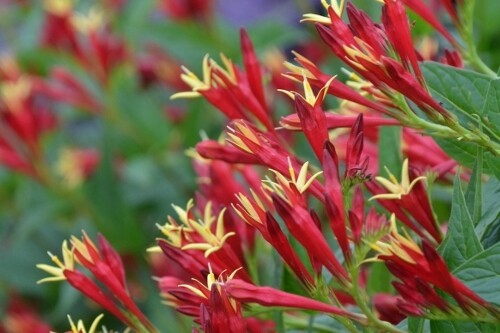 Spigelia marilandica ‘Little Redhead’ (Indian Pink) Spigelia marilandica ‘Little Redhead’ (Indian Pink)