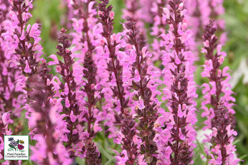 Salvia nemorosa ‘Pink Profusion' (perennial salvia) (Proven Winners)