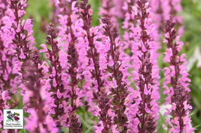 Salvia nemorosa ‘Pink Profusion' (perennial salvia) (Proven Winners) Salvia nemorosa ‘Pink Profusion' (perennial salvia) (Proven Winners)