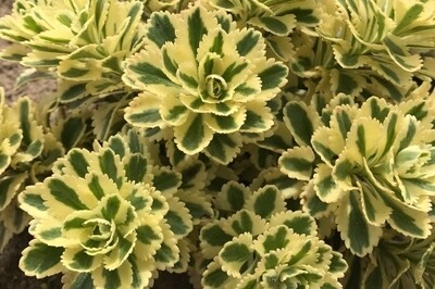 Sedum takesimense ‘Atlantis’ (stonecrop) Sedum takesimense ‘Atlantis’ (stonecrop)