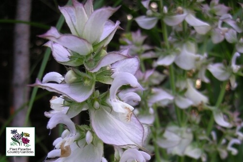 Salvia sclarea var. turkestanica (biennial) Salvia sclarea var. turkestanica (biennial)